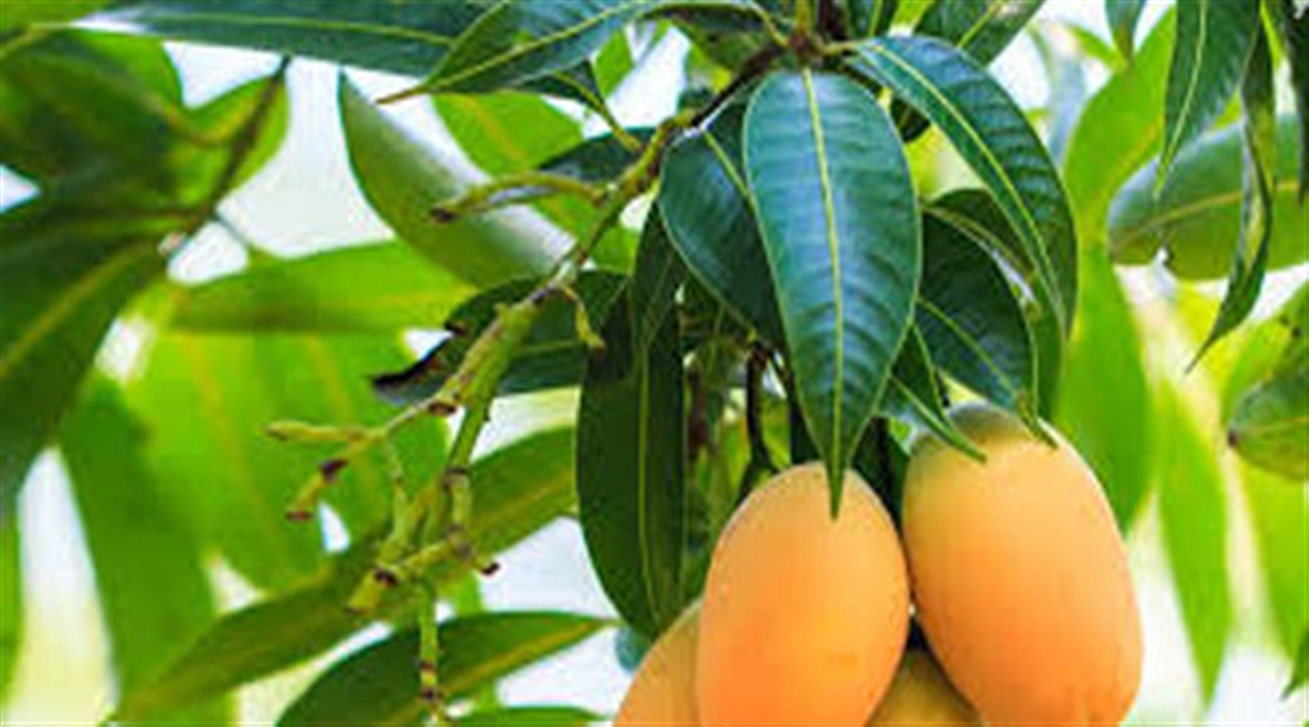 برگ انبه و خواص بی نظیر آن از سلامت مو تا لاغری (2 نکته مهم)