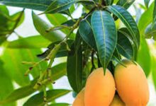 برگ انبه و خواص بی نظیر آن از سلامت مو تا لاغری (2 نکته مهم)
