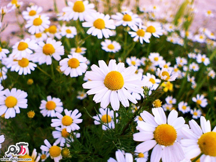 خواص و فواید معجزه آسا عرق بابونه (2 نکته مهم)