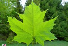 خواص دارویی و درمانی عرق برگ چنار (2 نکته مهم)