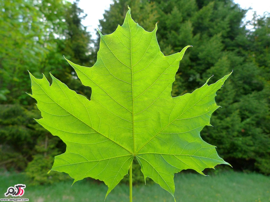 خواص دارویی و درمانی عرق برگ چنار (2 نکته مهم) خواص دارویی و درمانی عرق برگ چنار (2 نکته مهم)
