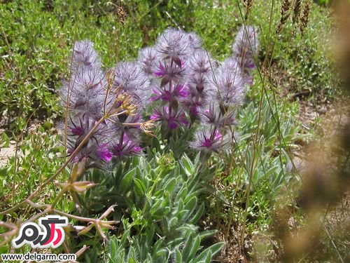 خاصیت پشمینه(چای کوهی) (2 نکته مهم)
