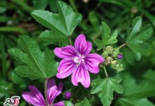 فواید دارویی و درمانی گیاه ماریانا برای بانوان (2 نکته مهم)