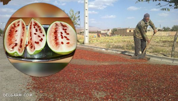 مضرات تخمه ژاپنی