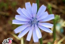 خواص دارویی و درمانی عرق کلپوره (2 نکته مهم)