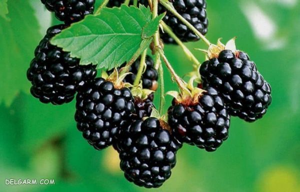 مواد غذایی مفید برای جلوگیری از بواسیر