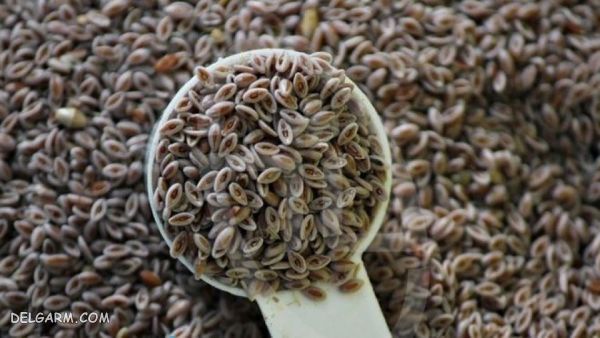 مواد غذایی مفید برای جلوگیری از بواسیر