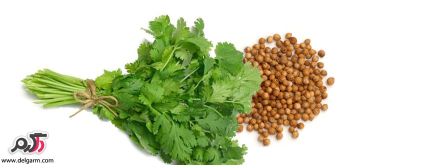 خواص عرق گشنیز ضد حساسیت
