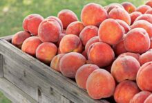 حساسیت به میوه هلو چه خطراتی را ایجاد میکند ؟ (2 نکته مهم)