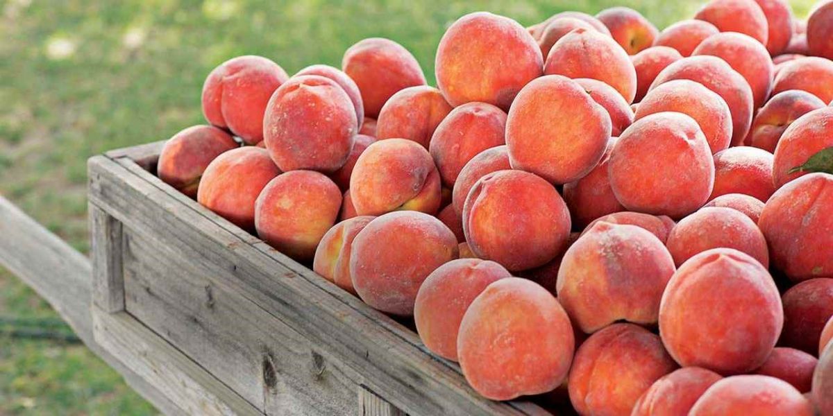 حساسیت به میوه هلو چه خطراتی را ایجاد میکند ؟ (2 نکته مهم)