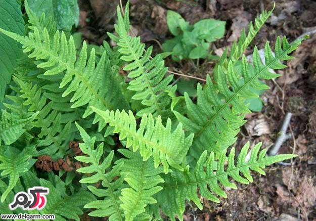 خواص داروئی و درمانی بسفایج (2 نکته مهم)