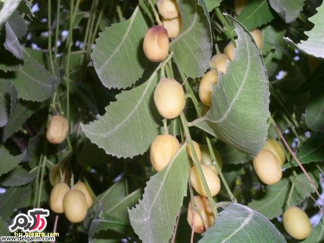 خواص دارویی و درمانی گیاه چریش Azadirachta indica (2 نکته مهم)