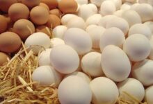 آیا تخم مرغ قهوه ای و تخم مرغ سفید با هم فرق دارند ؟ (2 نکته مهم)