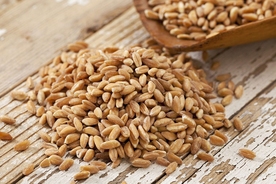 فارو (دانه گندم سنتی) چیست و چه خواصی دارد ؟ (2 نکته مهم) فارو (دانه گندم سنتی) چیست و چه خواصی دارد ؟ (2 نکته مهم)