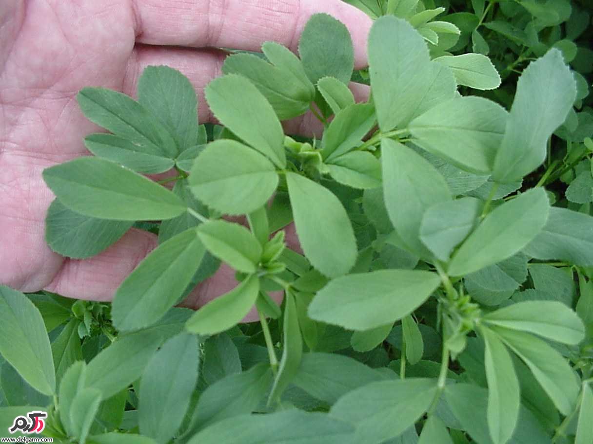 فواید گیاه یونجه و عرق یونجه (2 نکته مهم)