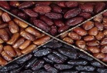 خرمای پیارم چیست و چه تفاوتی با خرمای مجول دارد ؟ (2 نکته مهم)