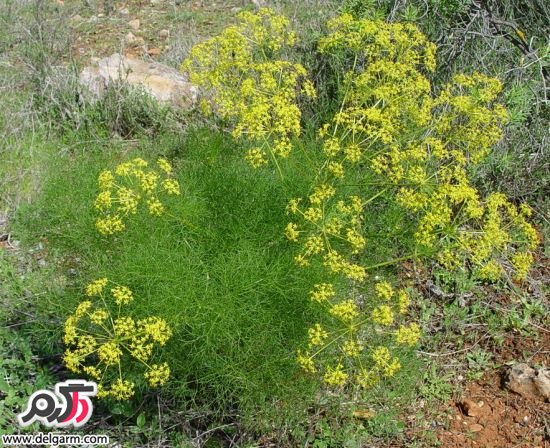فواید عرق رازیانه (2 نکته مهم)