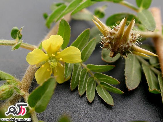 خواص و فواید عرق خارخاسک (2 نکته مهم)