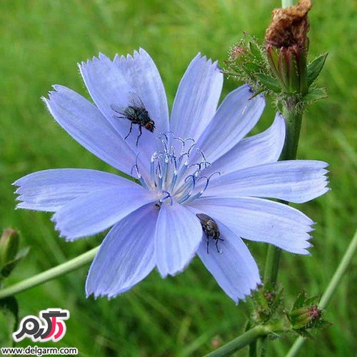 فواید جالب عرق کاسنی (2 نکته مهم)