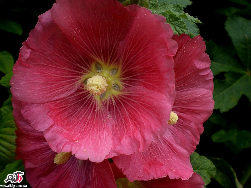 معجزه ای به نام گل ختمی (2 نکته مهم) معجزه ای به نام گل ختمی (2 نکته مهم)