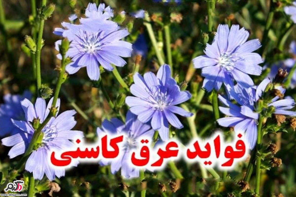 فواید عرق کاسنی برای سلامتی (2 نکته مهم)