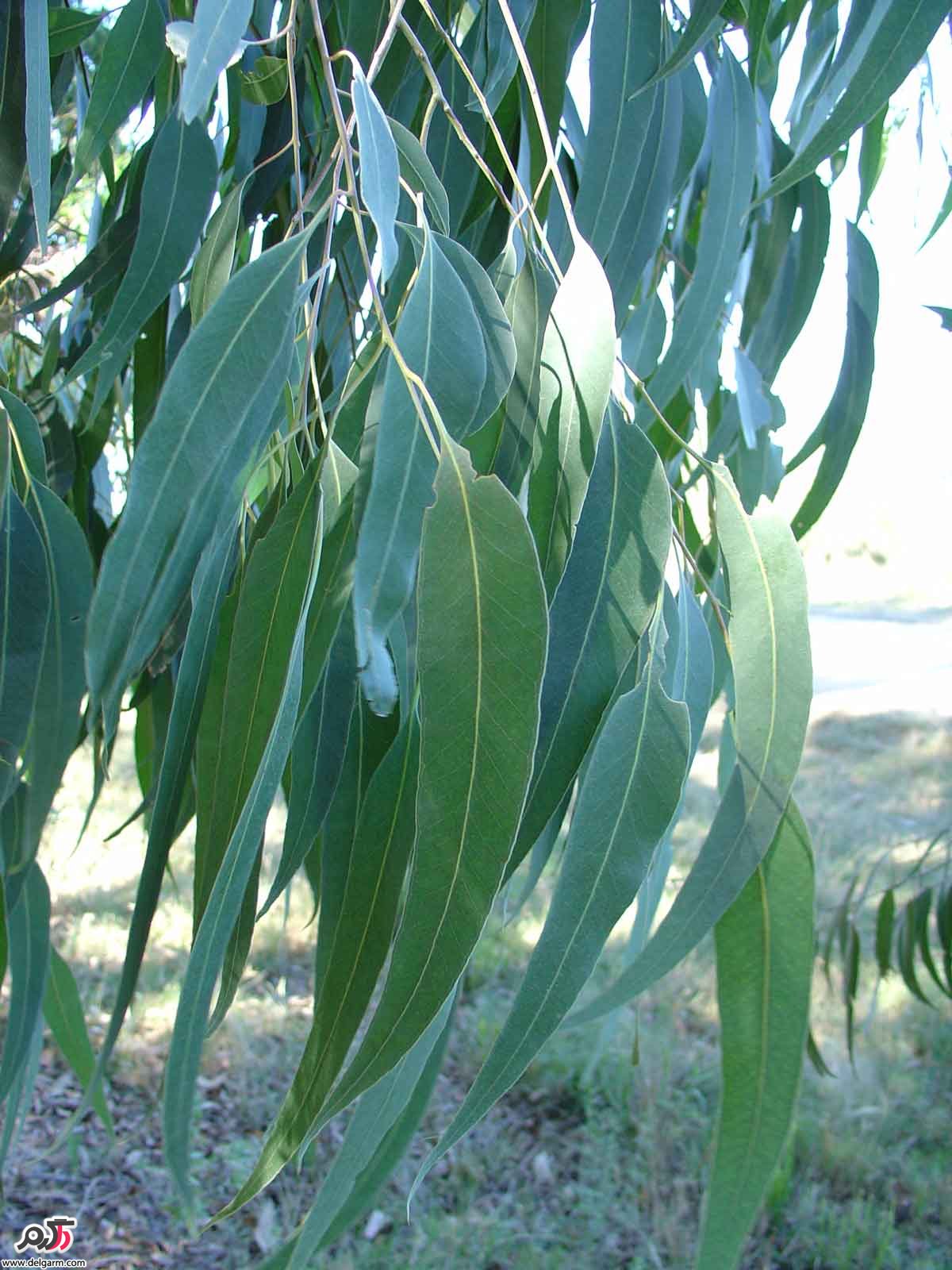 خواص دارویی برگ اکالیپتوس (2 نکته مهم)