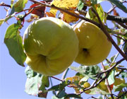 استفاده میوه به در طب سنتی (2 نکته مهم)