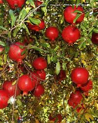 خواص بیشمار درمانی انار؛این میوه بهشتی!