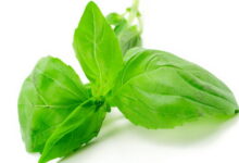 خواص ریحان چیست؟آشنایی با خواص درمانی و فوق العاده مفید ریحان (2 نکته مهم)