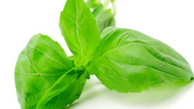 خواص ریحان چیست؟آشنایی با خواص درمانی و فوق العاده مفید ریحان (2 نکته مهم)