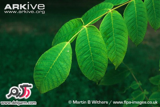معرفی خواص عرق های گیاهی