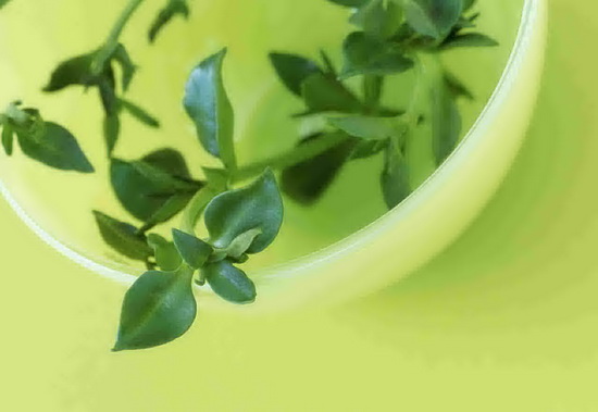 داروی گیاهی سنگ کلیه،بهترین داروی گیاهی برای سنگ کلیه چیست؟ (2 نکته مهم) داروی گیاهی سنگ کلیه،بهترین داروی گیاهی برای سنگ کلیه چیست؟ (2 نکته مهم)