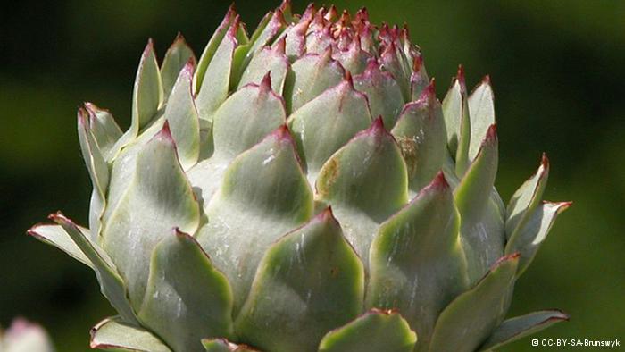 گیاهان دارویی