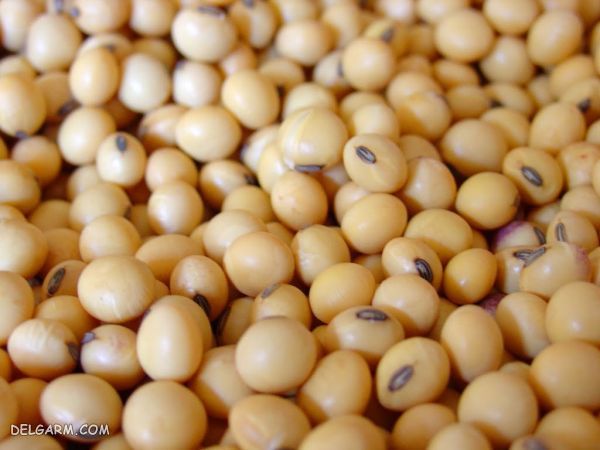 مصرف سویا بوداده در بارداری