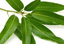 گیاهی معجزه آسا به نام برگ بو (2 نکته مهم)