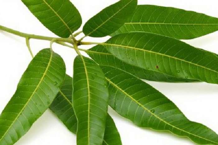 گیاهی معجزه آسا به نام برگ بو (2 نکته مهم)