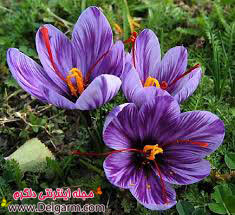طب سنتی و درمان افسردگی