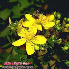 طب سنتی و درمان افسردگی