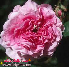 طب سنتی و درمان افسردگی
