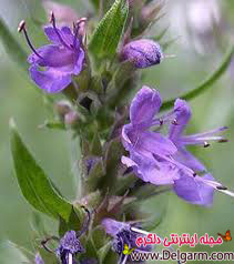 طب سنتی و درمان افسردگی