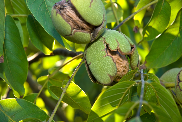 میوه درمانی-گردو و خواص گردو