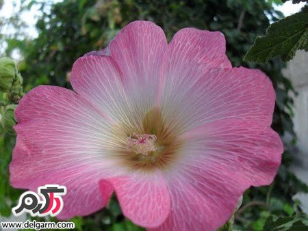 آشنایی با خواص جالب گل ختمی