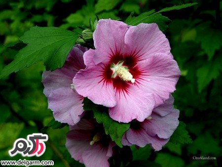 آشنایی با خواص جالب گل ختمی