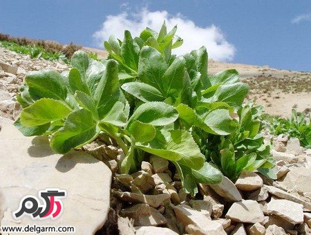 کرفس کوهی گیاهی برای فشارخون و چربی خون (2 نکته مهم)