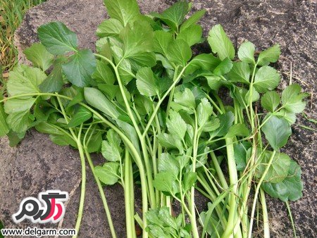 کرفس کوهی گیاهی برای فشارخون و چربی خون