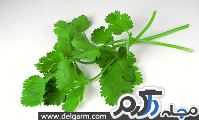 دمنوش گشنیز