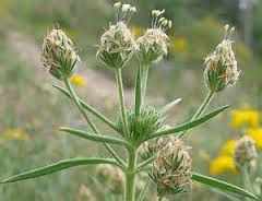 اسفرزه ،گیاه درمانی را هرگز نکوبید  (2 نکته مهم)