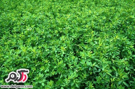 از خواص جالب یونجه چه می دانید؟ (2 نکته مهم)