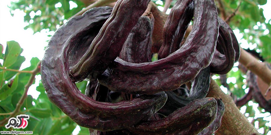  Ceratonia siliqua L