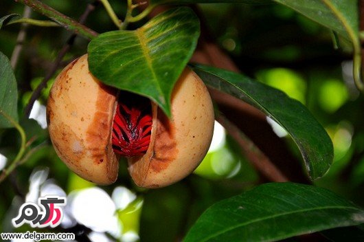 جوز هندی مناسب برای تقویت کننده اعصاب (2 نکته مهم)